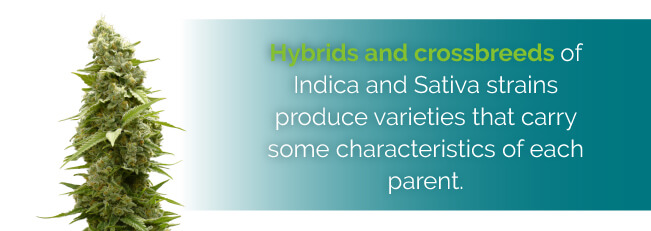 hybrid strains