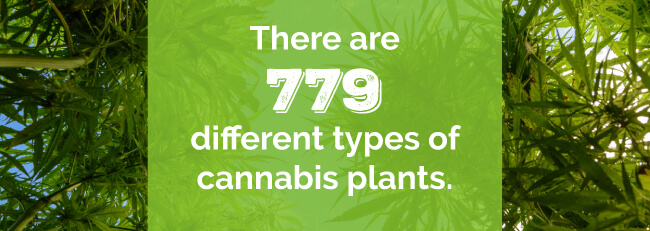 There are 779 different types of cannabis plants