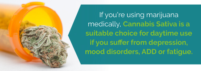 Cannabis Indica vs Sativa | Which Strain Is Right For You | Marijuana ...