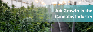 Job Growth In The Cannabis Industry | Marijuana Doctors