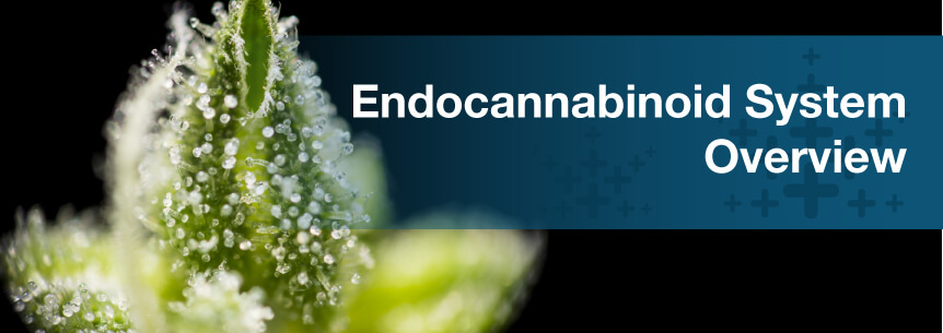 endocannabinoid system