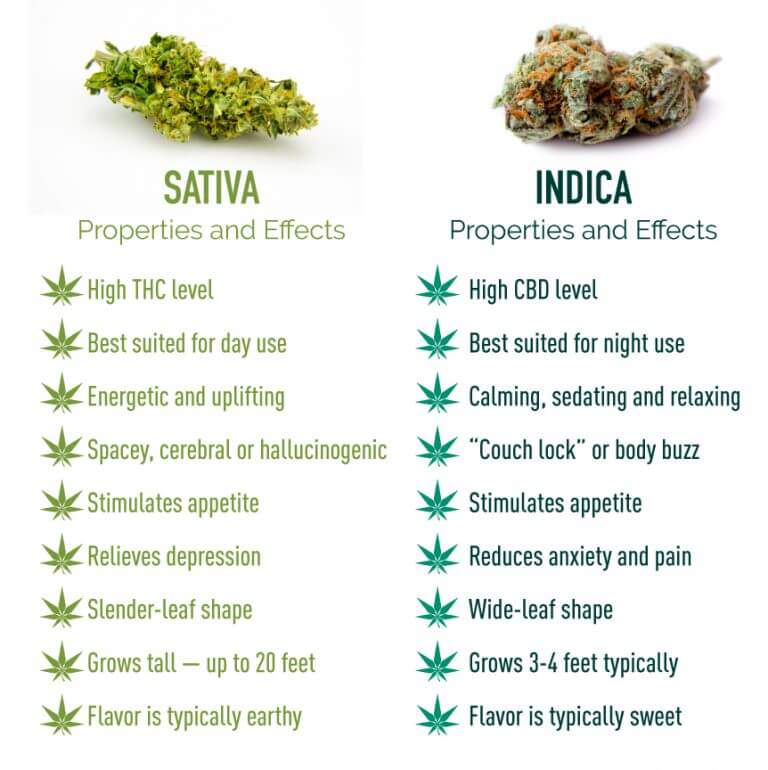 Indica vs. Sativa | Effects, Strains & More – Marijuana Doctors ...