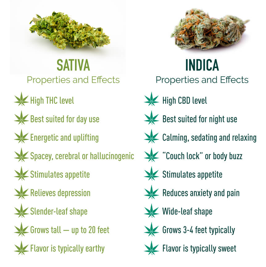 Indica vs. Sativa | Effects, Strains \u0026 More \u2013 Marijuana Doctors ...