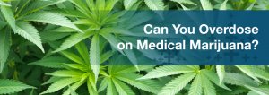 Can You Overdose On Medical Marijuana? | Marijuana Doctors