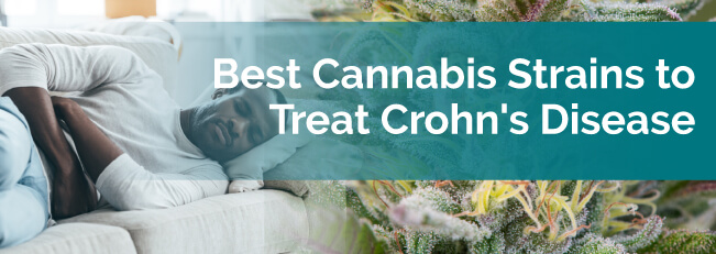 Best Cannabis Strains to Treat Crohn's Disease