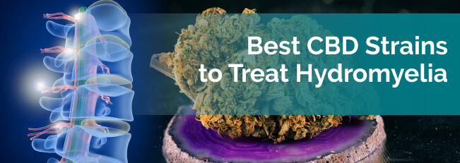 Best CBD Strains to Treat Hydromyelia