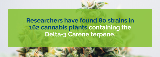 delta-3 terpene