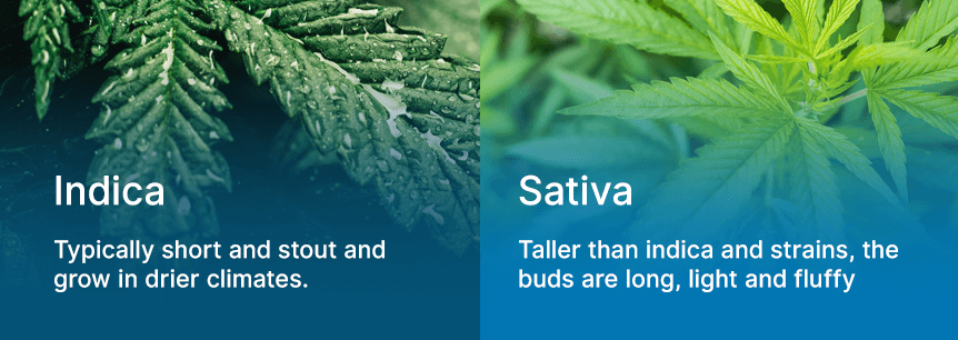 indica or sativa