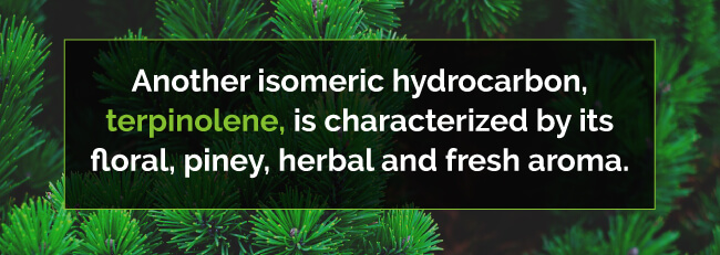 marijuana terpinolene