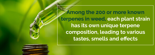 marijuana terpenes