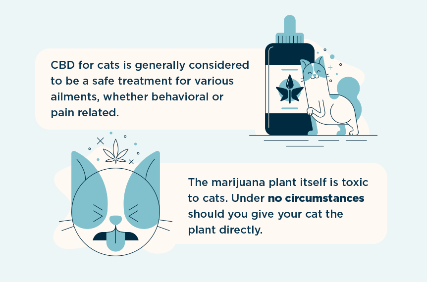 CBD Oil For Cats Your Essential Guide Marijuana Doctors Online 