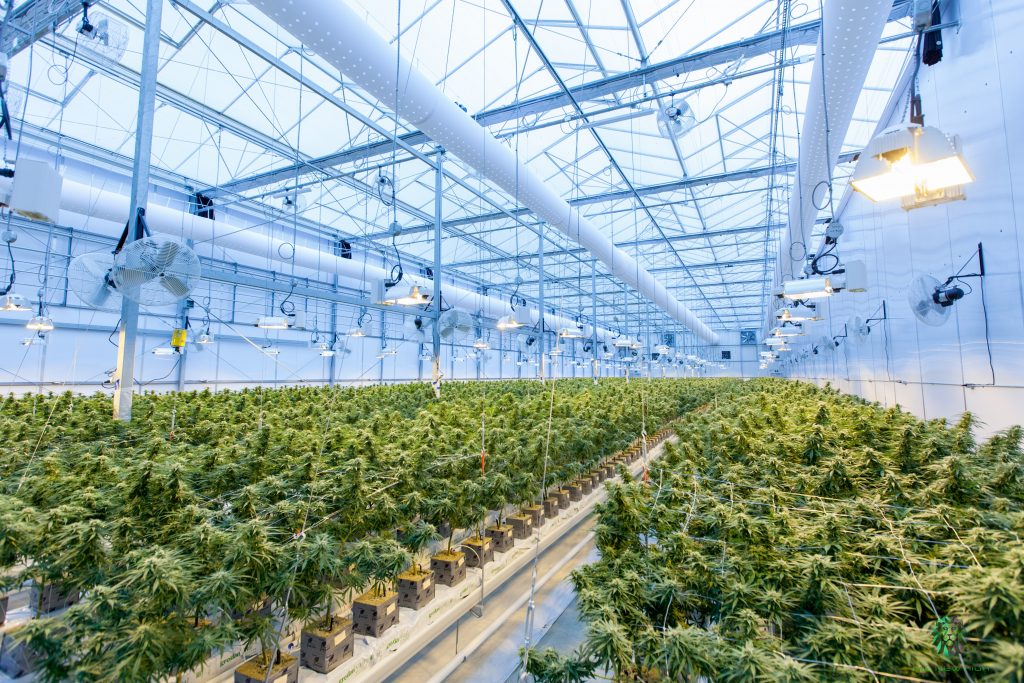 Wellcana Reduces The Price Of Louisiana Wholesale Medical Marijuana